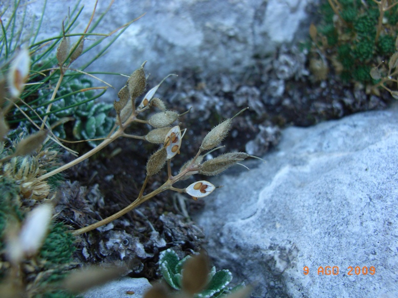 Monte Miletto2 - Draba ssp.